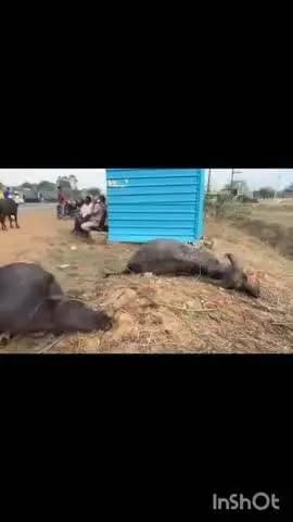 सरई: बाइक को टक्कर मार भाग रही पिकअप कंटेनर से भिड़ी तीन भैंसों की दर्दनाक मौत
#janshamashya