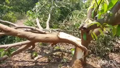 ରେଢାଖୋଲ: କଦଳୀ ଗଡ଼ ଅଞ୍ଚଳରେ 3 ଟିକିଆ ହାତୀପଲଙ୍କ ତାଣ୍ଡବ