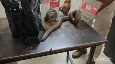 होशंगाबाद नगर: देहात पुलिस की कारवाई सतवासा के पास 65 वर्षीय बुजुर्ग से दुर्लभ प्रजाति के दो रेड सैंड बोआ सांप किए बरामद, पूछताछ जारी