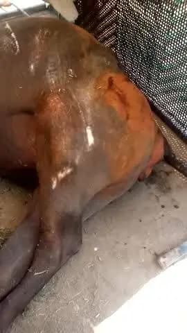 Lakhimpur Jila meganganj ke pass chauhanpur hai vahan per Bhains per hi hai Poochho Singh ke doctor a Nahin chauhanpur 1