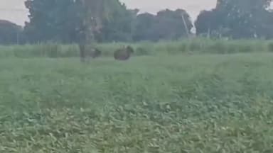 करेली: शाहपुर गांव में जंगली भैंसे घुसेः गन्ने के खेत बर्बाद, ग्रामीणों में दहशत; वन विभाग अलर्ट
