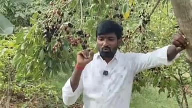 ಕೊಪ್ಪಳ: ರೈತರು ಕೃಷಿಯಿಂದ ವಿಮುಖವಾಗುವ ಇಂದಿನ ದಿನಗಳಲ್ಲಿ ಚಿಲಕಮುಖಿ ಗ್ರಾಮದ ರೈತ ಮಂಜುನಾಥ ಕರಡಿ ಜಂಬು ನೇರಳೆ ಹಣ್ಣಿನ ಗಿಡಗಳಿಂದ ಲಾಭ