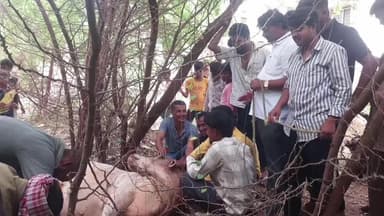 ಹಗರಿಬೊಮ್ಮನಹಳ್ಳಿ: ಪಟ್ಟಣದಲ್ಲಿ ಗೂಳಿ ಹಿರಿತ ಮೂವರಿಗೆ ಗಾಯ
