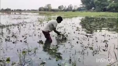 भोगांव: एलाऊ क्षेत्र में माइनर में खंदी से 150 बीघा फसल जलमग्न
