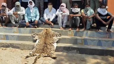 ରାୟଗଡା: ବାଘ ଛାଲ ଡିଲ୍ ବେଳେ ମାଡିବସିଲା କଲ୍ୟାଣସିଂହପୁର ବନ ଵିଭାଗ, ଚମଡ଼ା ଜବତ, ୮ଗିରଫ