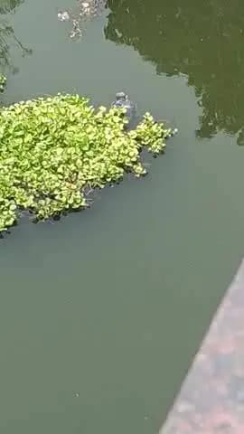 लखनऊ में घैला पूल के नीचे नदी में एक लास मिलने से इलाके में हड़कम मच गया 🤵🤵🤵🤵🤵