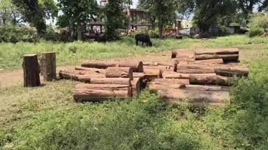 पूर्णागिरि: टाल से भारी मात्रा में बरामद अवैध लकड़ी के आरोपित को वन विभाग ने किया गिरफ्तार