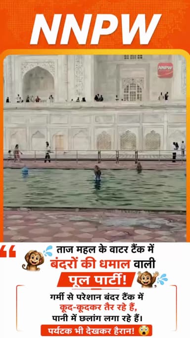 NNPW Exclusive: भीषण गर्मी में ताज महल का वाटर टैंक बना बंदरों का स्विमिंग पूल! 🏊♂️🐵