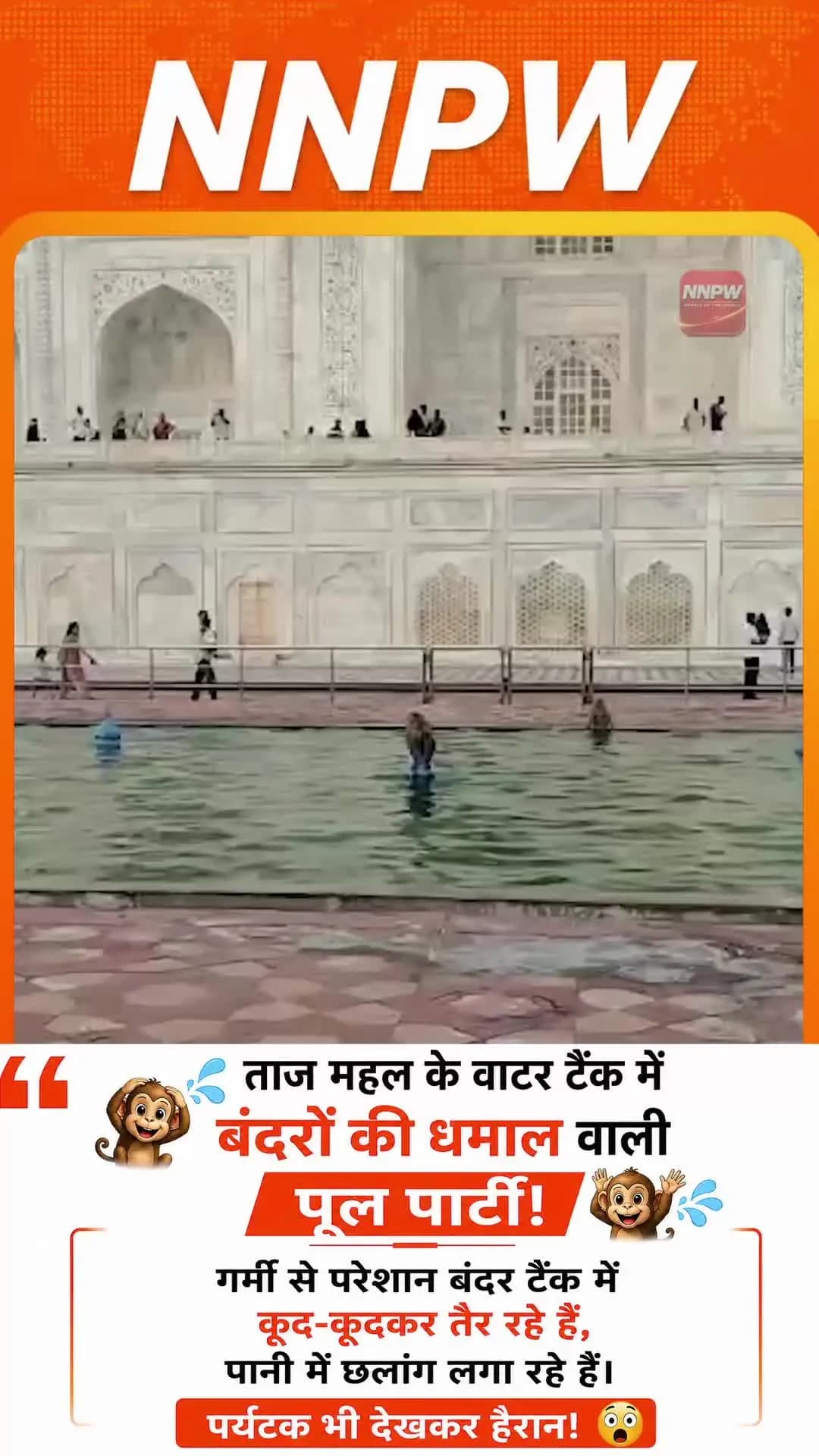 NNPW Exclusive: भीषण गर्मी में ताज महल का वाटर टैंक बना बंदरों का स्विमिंग पूल! 🏊♂️🐵
