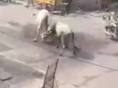 शुजालपुर: सुजालपुर की सड़क पर सांडों का आतंक डोसा और आपस में भिड़े लोगों ने पानी डालकर भगाया बाइक चालक गिरा