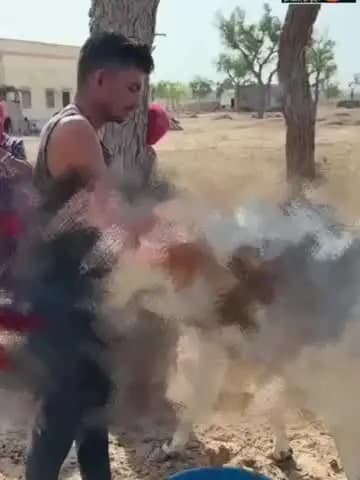 बायतु: बायतु में बीमार गाय के पेट से निकली 25 किलो पॉलीथिन, ऑपरेशन से बची जान, वीडियो हुआ वायरल
