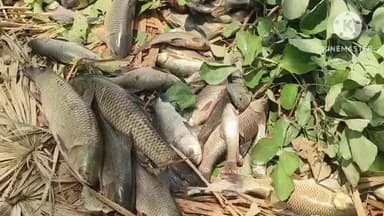 పాలకుర్తి: పాలకుర్తి మండలం లో ఘనంగా మృగశిర కార్తె వేడుకలు వల్మిడి చెరువులో చేపల కొనుగోలుకు పోటెత్తిన పరిసర గ్రామాల ప్రజలు