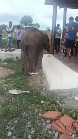 தேன்கனிகோட்டை: *தாயை பிரிந்து சுற்றித்திரியும் ஒன்றரை வயது குட்டி யானை : விவசாய பண்ணைக்குள் வந்த குட்டி யானைக்கு வாழைப்பழங்கள் மற்றும் கரும்புகள் வழங்கிய பொது மக்கள்