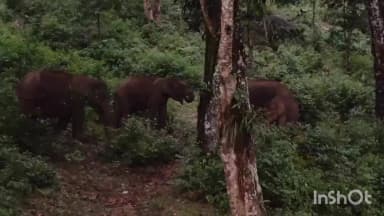 ছয়গাঁও: দক্ষিণ কামৰূপৰ ছয়গাঁৱৰ সন্যাসী অঞ্চলত বনৰীয়া হাতীৰ মুক্ত বিচৰণ