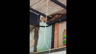 കണ്ണൂർ: മുഴപ്പിലങ്ങാട് ബീച്ചിലെ പല ചരക്ക് കടയിൽ കുറ്റൻ പെരുമ്പാമ്പ്