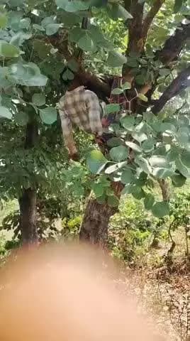 Damka mauhar tola fasi lagake aaj subah kresna Baiga pita shivpal Baiga Karmai distt Sidhi m.p.