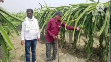 जलालगढ़: ड्रैगन फ्रूट की खेती से लाखों कमा रहे हांसी के मुखिया