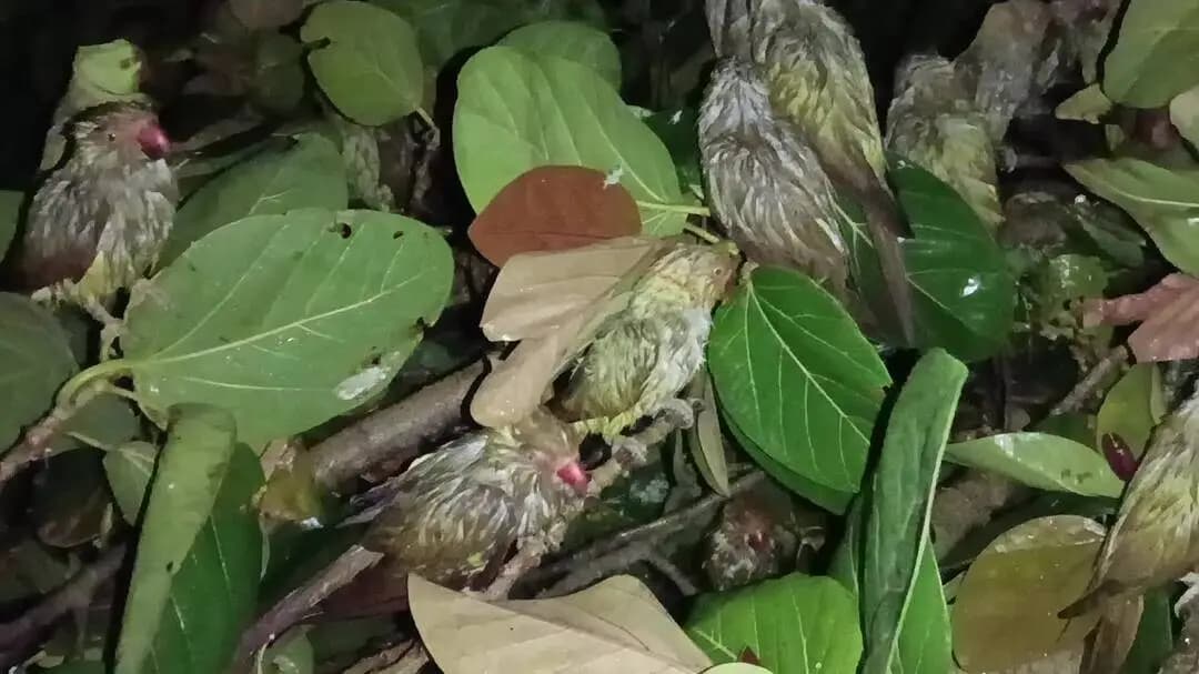 हमारे गांव में तेज आधी वार्षि पेड़ गिरने से हज़ारों पक्षी के कारण पुराने बरगद का हुए! बेघर भगवान प्रकृति पर अपना