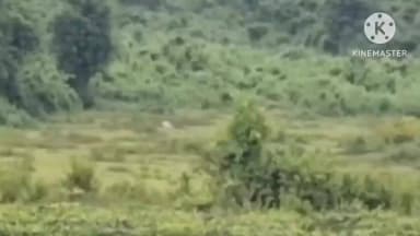 নগাঁও: কলিয়াবৰ চাহ বাগিচাত বাঘৰ আতংক,কলিয়াবৰ চাহ বাগিচাৰ নগা পথাৰত গাই গৰু নিধন বাঘৰ, অঞ্চলটোত দুটাকৈ ঢেকীয়াপটীয়া বাঘৰ বিচৰণ