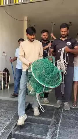 भीलवाड़ा: विद्युत कैंची से वानर को आया करंट, गौसेवकों ने वानर का रेस्क्यू कर अस्पताल पहुंचाया और उपचार किया