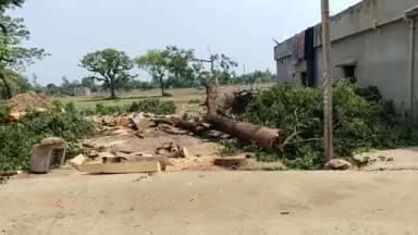 मरकच्चो: थाना क्षेत्र के ग्राम डुमरडीहा में जिंदा हरा फलदार पेड़ों की कटाई के पश्चात राजस्व कर्मचारी ने बुधवार 2बजे किया उसे जब्त