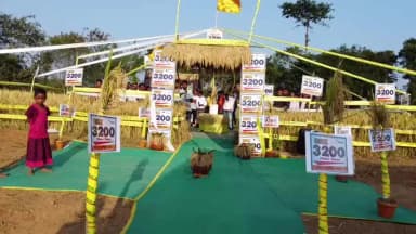 रासी तारा मोटा धान 120 दिन का मोटा धान किसानो की पसंद