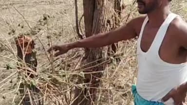 लखनादौन: ग्राम सिरमंगनी से अजीबो गरीब मामला आया सामने, किसान के खेत से करीब 14 पेड़ हुए चोरी, पुलिस पर लगाए आरोप