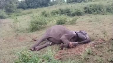 தாளவாடி: மல்லண்குழி பகுதியில் நான்கு நாட்களாக பொதுமக்களுக்கு அச்சத்தை ஏற்படுத்தி வந்த ஒற்றை யானை பரிதாபமாக உயிர் இழந்தது