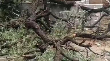 नवलगढ़: नवलगढ़ क्षेत्र में आंधी-बारिश का कहर, पेड़ और बिजली पोल उखड़ने से बिजली व्यवस्था ठप, मंदिर को भी हुआ नुकसान