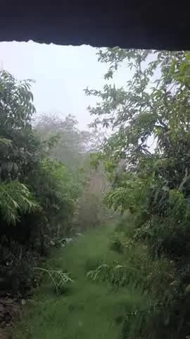 सासाराम: आज फिर गिरी आकाशिय बिजली। सासाराम में गयी एक की #news #sasaram @news