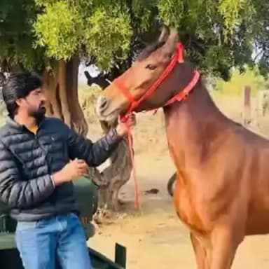 बिलारा: होटल कारोबारी के बेटे की पीट-पीटकर हत्या, 25 बदमाशों ने किडनैप कर कबड्डी खिलाड़ी को लांबा में सड़क पर फेंका