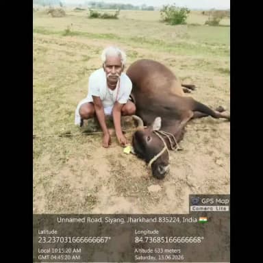 गिरे 11 हजार धारा प्रवाहित विद्युत तार के चपेट में आने से चार दुधारू गाय की दर्दनाक मौत, पीड़ित ने की मुआवजे की मांग।