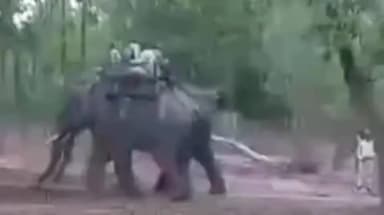 मानपुर: बांधवगढ़ टाइगर रिजर्व के कुदरी जंगल मे दो लोगो पर बाघ हमले के बाद पार्क टीम अलर्ट,हाथी और ड्रोन से निगरानी जारी
