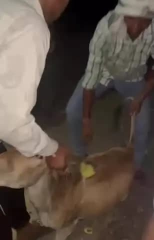नगर: गोरक्षा दल के सदस्यों ने अलवर रोड से घायल गोवंश का किया रेस्क्यू, एंबुलेंस से उपचार के लिए शाला भेजा
