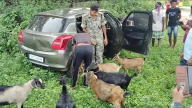 चाकुलिया: बकरी चोरी के आरोप में एक धराया, छह बकरियां व कार जब्त