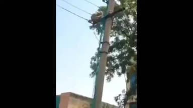 अलवर: अलवर में 11 हजार वोल्ट के तार में फंसे बंदर को रेस्क्यू कर बचाया गया