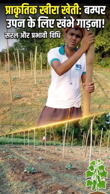 प्राकृतिक विधि से लगाए गए खीरा के खेत में बेलों को सहारा देने हेतु खंभे गाड़ने का कार्य किया जा रहा है, जिससे पौधों की