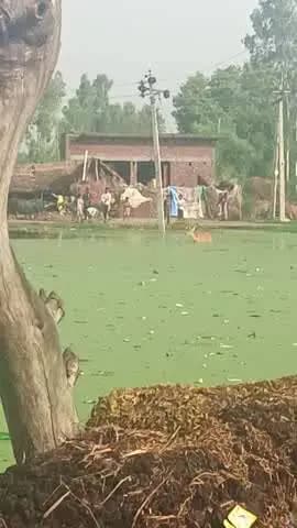 सोनू सुपर माली
sonusaini