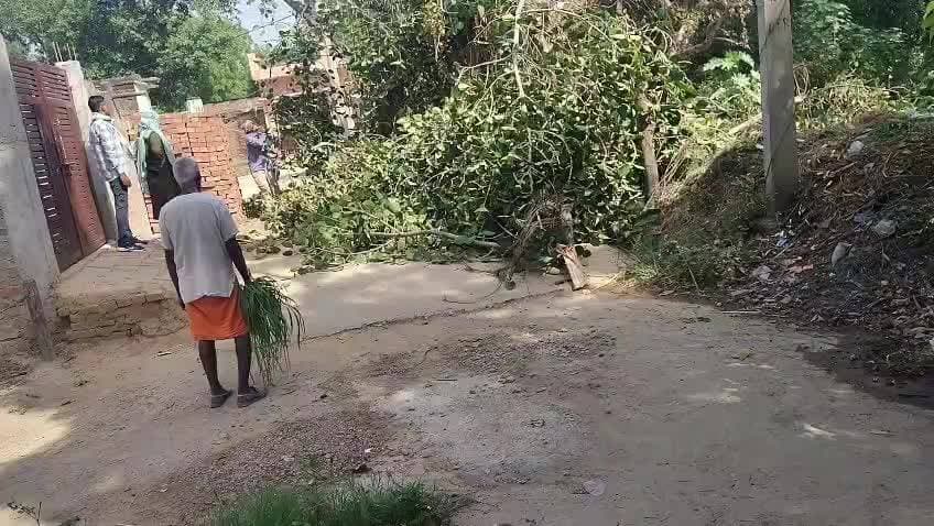 ग्राम ककरेया में 50 साल पुराना बरगद/पीपल का पेड़ जिसकी समस्त ग्रामवासी पूजा करते थे जो अवैध रूप से तेज सिंह
