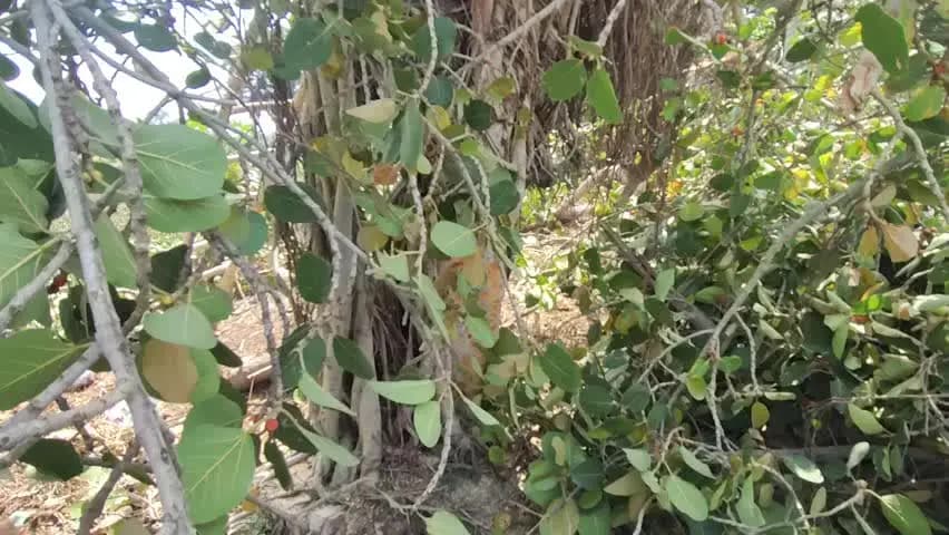 ग्राम ककरेया में 50 साल पुराना बरगद/पीपल का पेड़ जिसकी समस्त ग्रामवासी पूजा करते थे जो अवैध रूप से तेज सिंह ne kata