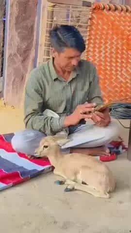 जोधपुर: सड़क हादसे में घायल हिरणी के बच्चे का रेस्क्यू कर फलोदी भेजा गया