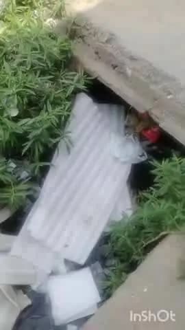 अम्बाला: अंबाला नगर निगम वार्ड नंबर 4 की सफाई व्यवस्था चरमराई