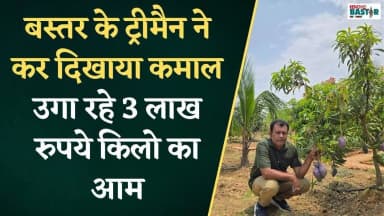 बस्तर में उग रहा दुनिया का सबसे महंगा आम| Miyazaki Mango Farming Bastar #bastarnews #latestnews