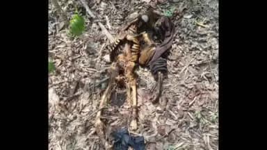 बरघाट: बरघाट बेहरई ग्राम के जंगल में मिला अज्ञात नर कंकाल पुलिस जांच में जुटी