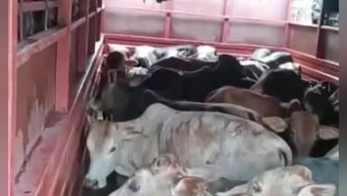 নাৰায়ণপুৰ: ধলপুৰত দুখন ট্ৰাকৰ কঢ়িয়াই নিয়া ৮৪ টকা গৰুৰ সৈতে তিনিজনক আটক আৰক্ষীৰ