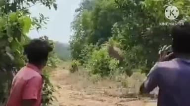 रायगढ़: चारमार जंगल में हाथी को पत्थर से मारने का वीडियो, अधिकारी बोले- ऐसे लोगों पर कार्रवाई की जा रही