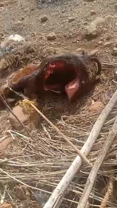 हिवरा सेनाड़वार,, में गया का बछड़े को शेर ने खा लिया है
