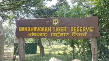 मानपुर: बांधवगढ़ टाइगर रिजर्व मे 29 वनकर्मियों का तबादला, उपसंचालक ने जारी किए आदेश