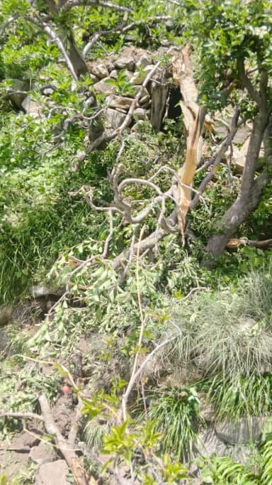 कल्पा: किन्नौर के रोघी गांव में चट्टान गिरने से मजदूर की मौत, लाखों का नुकसान