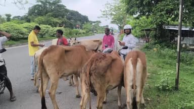 চোপড়া: চোপড়ায় গরু আটকালো বিশ্ব হিন্দ পরিষদ ও বজরঙ দল